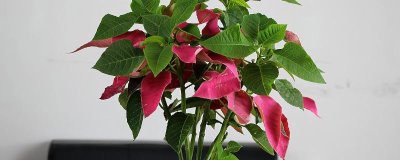 花盆里如何栽花，首先要准备适宜的土壤