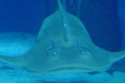 鳐鱼的种类,常见的有鳐科、单鳍鳐科、拟鳐科等