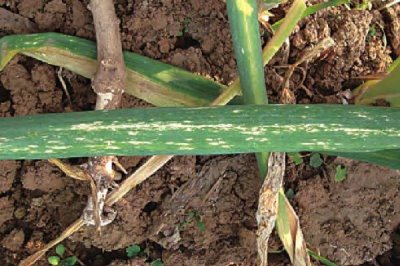 葱叶为什么会出现白斑,可能是葱蓟马、斑潜蝇、灰霉病等病虫害所导致