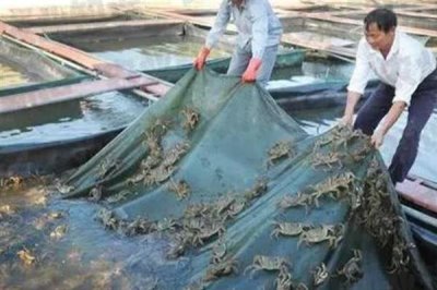 河蟹的价格,一斤需要10-35元左右