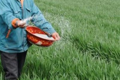 小麦后期喷什么微肥能增产增重,可以喷锌肥、硼肥、铁肥等