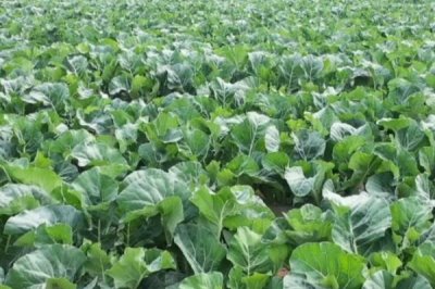 露天花菜的种植方法,早熟和极早熟品种适合在6-9月份种植