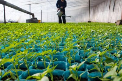 反季节蔬菜的施肥要点,应重施有机肥、合理选择肥料类型并确定用量