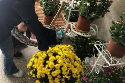 如何防治菊花黑斑病，养殖过程中要定期更换盆土