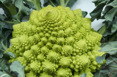 宝塔花椰菜的育苗技术要点,苗期白天的适宜温度为20-24℃