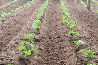 春季芸豆的种植时间，不同地区的种植时间不同