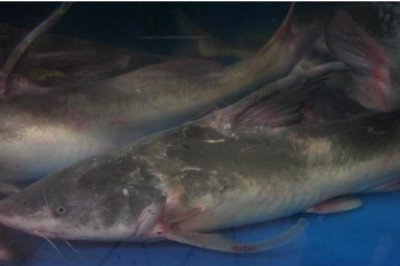 长吻鮠的价格,人工养殖的一般在12-20元一斤