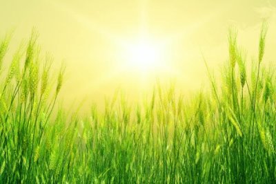 西农132小麦种子简介,适宜播种期10月中下旬