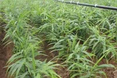 生姜的常见病害与防治方法,常见的有软腐病、腐烂病等