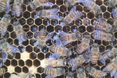 蜂王剪翅膀的坏处,百害而无一利