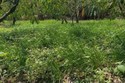 果园里能套种哪些药材,应根据树龄、树冠、无后期进行套栽