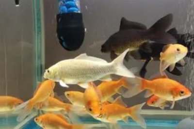 养鱼的注意事项，养鱼前要先养水