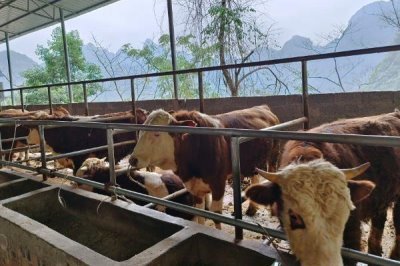 牛换毛一般在什么时候，春天和秋天都会换毛