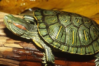 巴西龟怎么喂食,最好还是选择在水中喂食