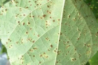 怎么防治绿豆轮纹病,播种前可深翻土壤、撒施石灰