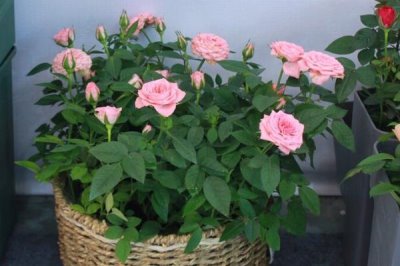 盆栽玫瑰花施什么肥料,花期之前要施加高磷钾肥