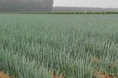 大葱葱白短的解决方法,需合理定植、及时追肥等