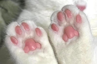 为什么猫咪会有脚臭,可能是脚毛太长容易吸收汗液所致