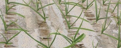 种植大蒜怎么覆盖地膜，播种后先浇水、水分下渗再覆膜