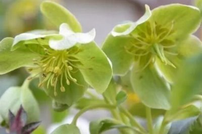 绿菟葵的花语，寓意锐利、刺等