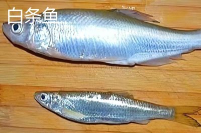 白条鱼和红翅子鱼的区别,白条鱼的体背为青灰色、红翅子鱼背部呈黑灰色