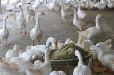 圈养肉鹅的饲喂方法,不同方法每天饲喂量不同