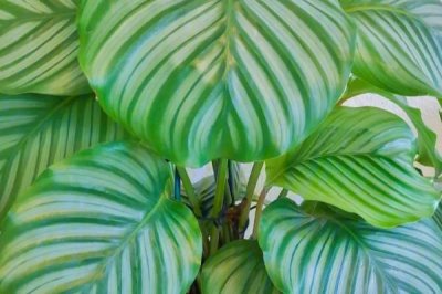 苹果竹芋如何养殖，生长的过程中对水分的需求较大