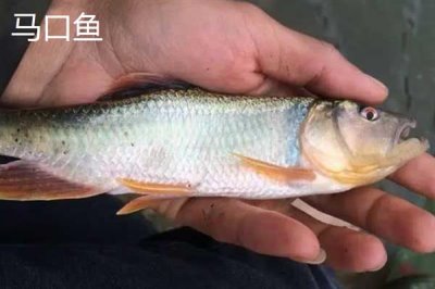 凶猛淡水鱼品种,常见的有哲罗鲑、黑斑狗鱼等