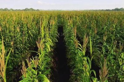 华春36玉米种子特点，防治杂草