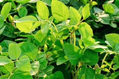 秦豆19大豆种子特征特性,2021年中抗花叶病毒病