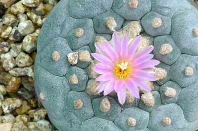 乌羽玉如何浇水,除生长期外都要控制浇水