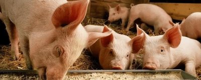 猪粮比处于多少才能保本，通常要处于5.5：1