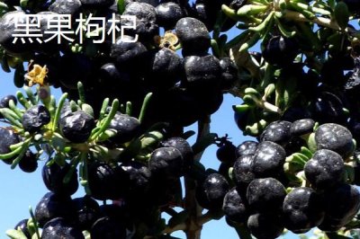 枸杞在哪里有产,我国宁夏是全国范围内最大的产地