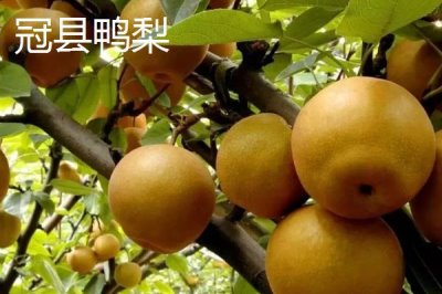 鸭梨的产地,黄淮海平原沙地广泛种植