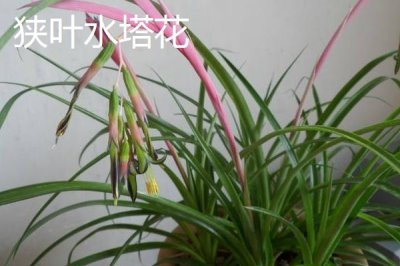 水塔花的种类,不同品种的叶片颜色不一