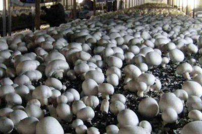 双孢菇的种植方法,在种植时必须要进行光照