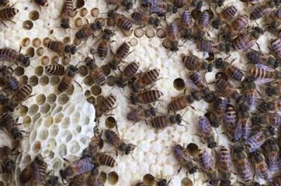 中华蜜蜂怎么养殖,温度较高时要在蜂箱四周洒水降温