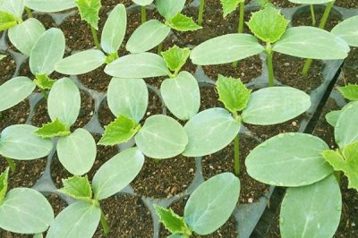 种植黄瓜的技术，发芽期间不宜浇水