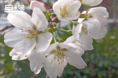 樱花的花期,常在3-4月份开放