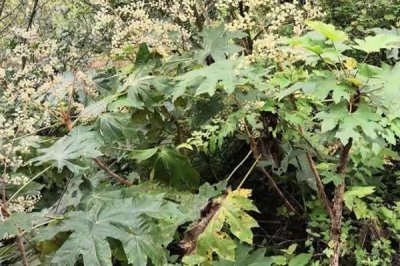 通草的适宜种植方法,条播为主要播种方式