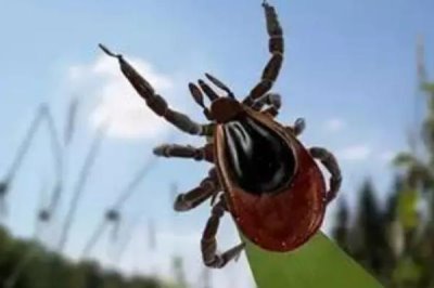 如何彻底消灭牛蜱虫,可在其栖息和越冬场所喷施毒死蜱等药物