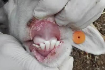 羊胃积食如何治疗,可以给病羊进行1-3天的禁食