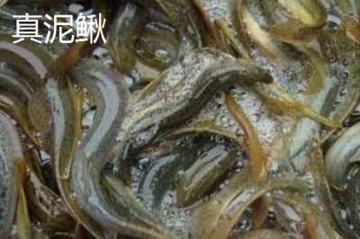 优质泥鳅品种,真泥鳅最为常见