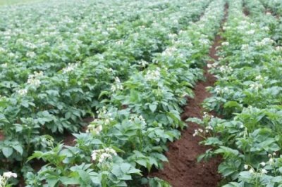 马铃薯收获前有哪些病害需防治,有晚疫病和地下害虫需防治
