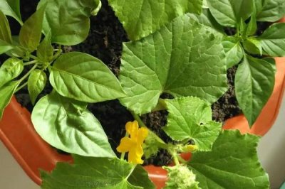 家庭版黄瓜种植技巧,一年四季均可播种