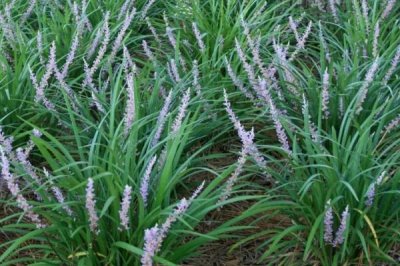 麦冬炭疽病的症状以及怎么防治,叶片上会出现黄褐色的小圆点