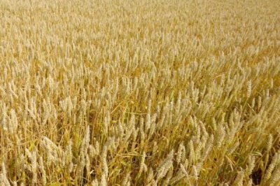 津强12号小麦种子特征特性，及时防治蚜虫等虫害