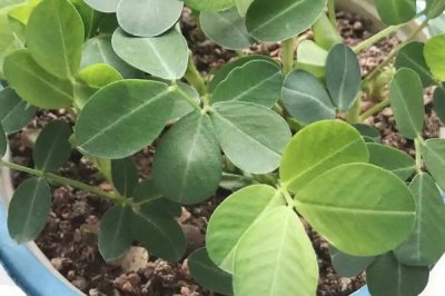 盆栽花生的种植要点，幼苗期要确保水肥充足