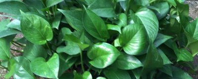 绿萝长高了怎么办,将生长点朝下保持一周