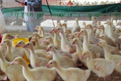 鹅苗打针正确位置，打针位置为鹅苗腿部、皮下和胸部